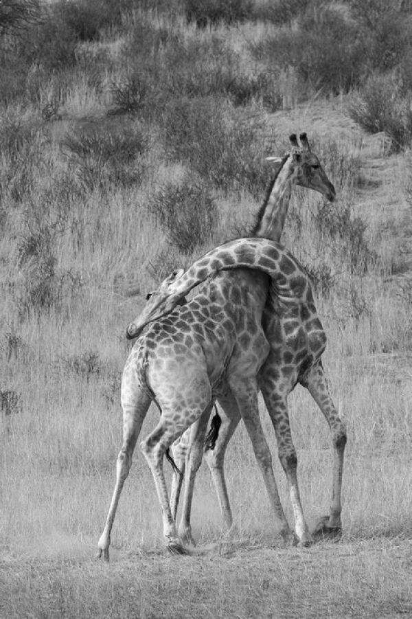 輸入壁紙 カスタム壁紙 PHOTOWALL / Giraffes (e331563)