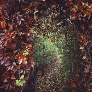 輸入壁紙 カスタム壁紙 PHOTOWALL / Take a Step into Autumn (e332941)