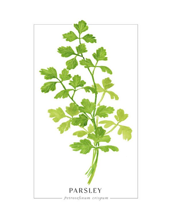 輸入壁紙 カスタム壁紙 PHOTOWALL / Parsley III (e331212)