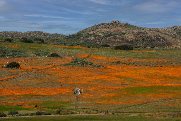 輸入壁紙 カスタム壁紙 PHOTOWALL / Namaqualand Flowers (e333783)