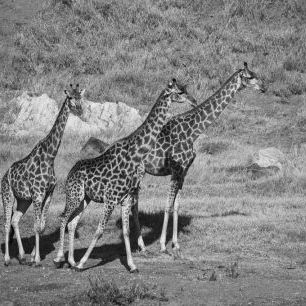 輸入壁紙 カスタム壁紙 PHOTOWALL / Giraffe in Black and White (e333792)