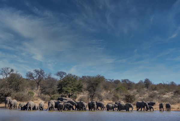 輸入壁紙 カスタム壁紙 PHOTOWALL / Elephant Herd Drinking (e333793)