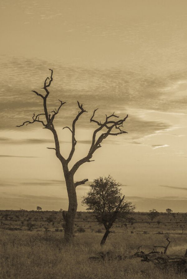 輸入壁紙 カスタム壁紙 PHOTOWALL / Kruger Park Sunset in Sepia (e333795)