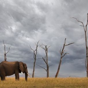 輸入壁紙 カスタム壁紙 PHOTOWALL / Elephant Landscape (e333804)
