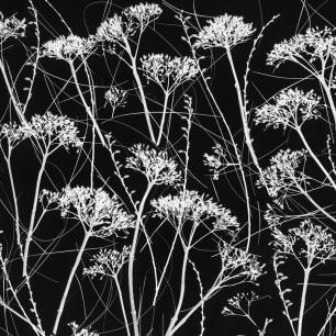 輸入壁紙 カスタム壁紙 PHOTOWALL / Silhouette of Dried Plants II (e333933)