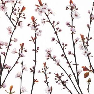 輸入壁紙 カスタム壁紙 PHOTOWALL / Twigs of Cherry Plant II (e333936)