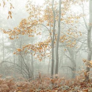 輸入壁紙 カスタム壁紙 PHOTOWALL / Autumn Trees in the Mist (e333960)