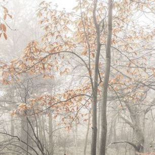 輸入壁紙 カスタム壁紙 PHOTOWALL / Misty Forest (e333961)