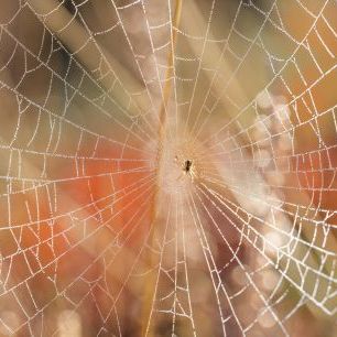 輸入壁紙 カスタム壁紙 PHOTOWALL / Spider Web on Morning Sunlight (e333994)