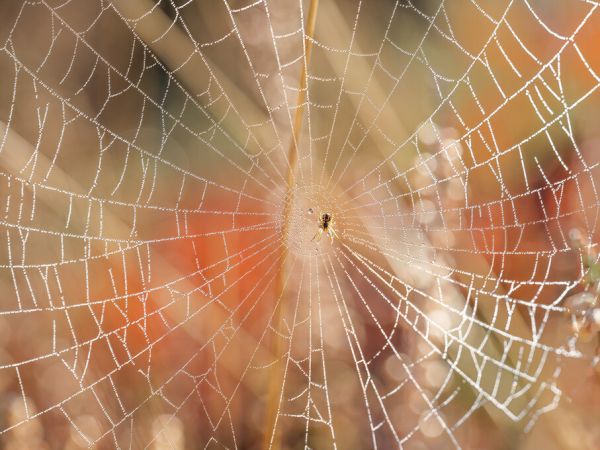 輸入壁紙 カスタム壁紙 PHOTOWALL / Spider Web on Morning Sunlight (e333994)