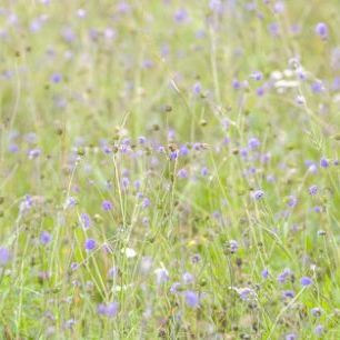 輸入壁紙 カスタム壁紙 PHOTOWALL / Meadow Flowers II (e333957)