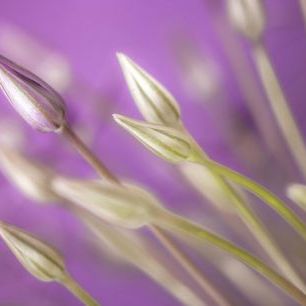 輸入壁紙 カスタム壁紙 PHOTOWALL / Purple Allium Close-Up (e334002)