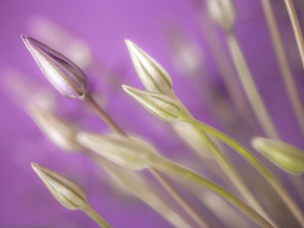 輸入壁紙 カスタム壁紙 PHOTOWALL / Purple Allium Close-Up (e334002)
