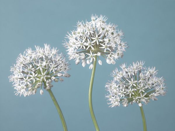 輸入壁紙 カスタム壁紙 PHOTOWALL / Three Alliums (e334003)
