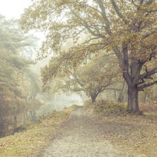 輸入壁紙 カスタム壁紙 PHOTOWALL / Misty Canal Autumn (e334072)
