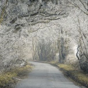 輸入壁紙 カスタム壁紙 PHOTOWALL / Frosted Road Through Forest (e334085)