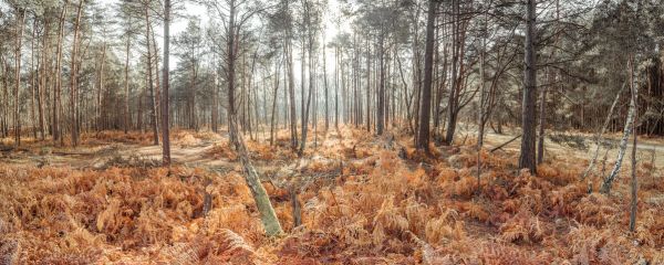 輸入壁紙 カスタム壁紙 PHOTOWALL / Autumn Forest (e334093)