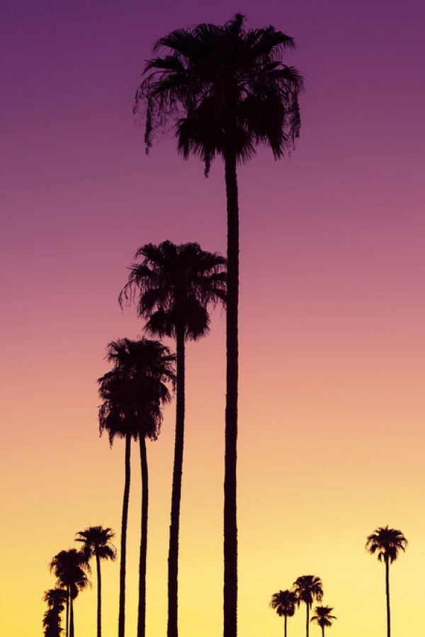 輸入壁紙 カスタム壁紙 PHOTOWALL / Sunset Palm Trees (e334298)
