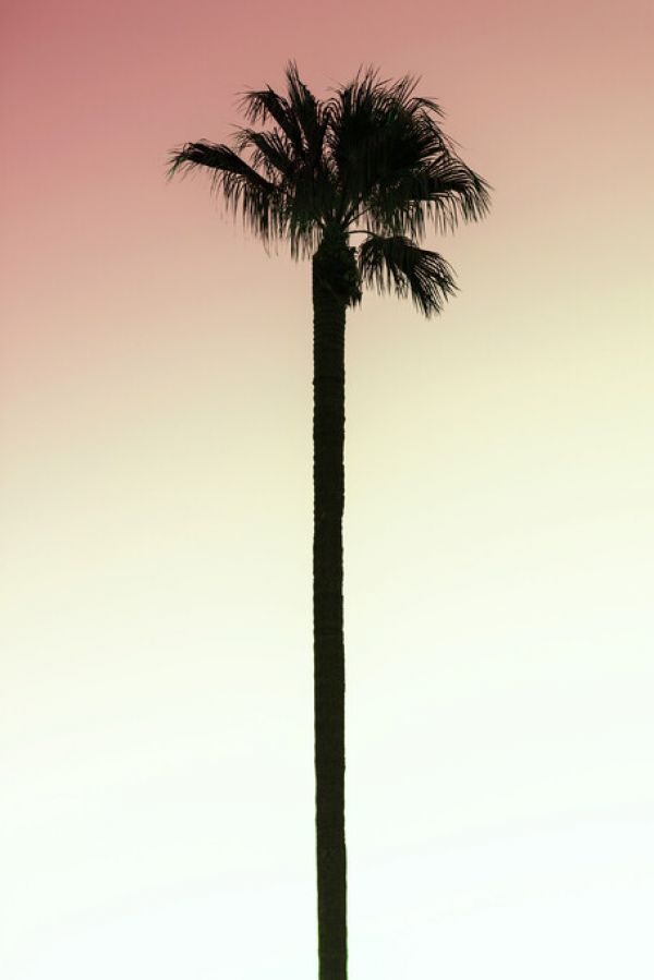 輸入壁紙 カスタム壁紙 PHOTOWALL / Palm Tree Shadow (e334378)