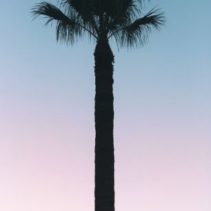 輸入壁紙 カスタム壁紙 PHOTOWALL / Palm Tree Sunset (e334380)