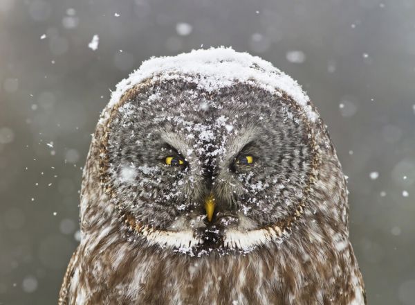 輸入壁紙 カスタム壁紙 PHOTOWALL / Great Grey Owl Winter Portrait (e335681)