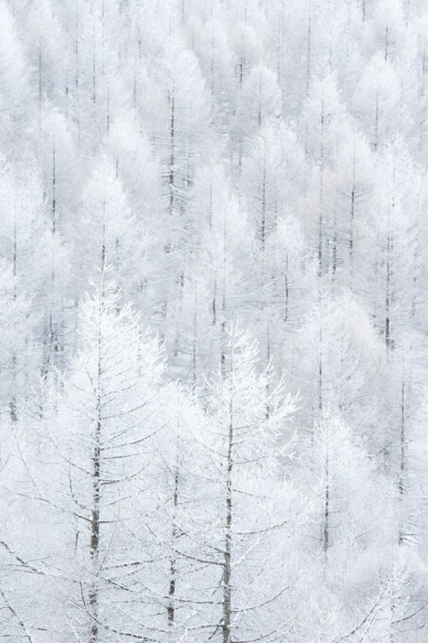 輸入壁紙 カスタム壁紙 PHOTOWALL / Winter Frost Trees (e335694)