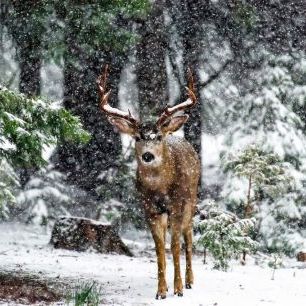 輸入壁紙 カスタム壁紙 PHOTOWALL / Snow Storm and the Buck Deer (e335696)