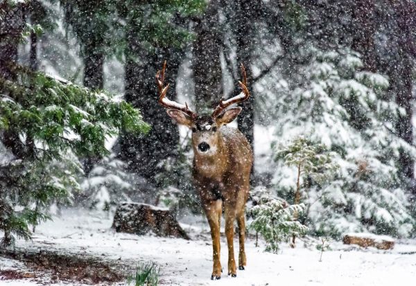 輸入壁紙 カスタム壁紙 PHOTOWALL / Snow Storm and the Buck Deer (e335696)