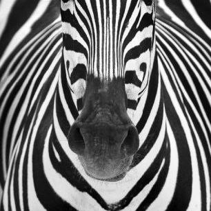輸入壁紙 カスタム壁紙 PHOTOWALL / Zebra (e336049)