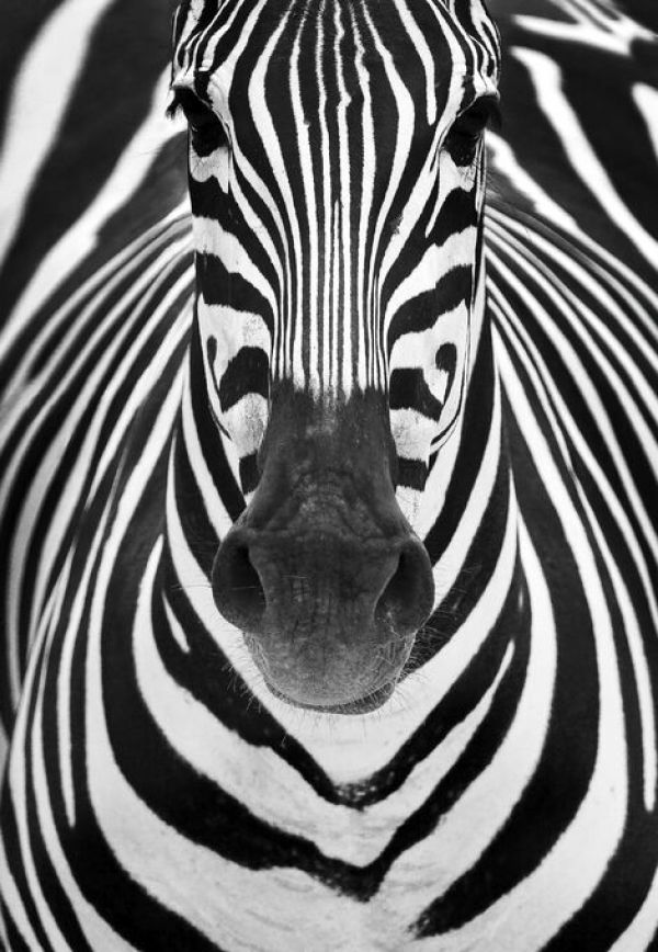 輸入壁紙 カスタム壁紙 PHOTOWALL / Zebra (e336049)