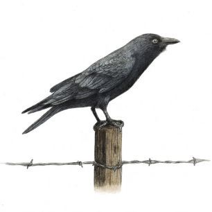 輸入壁紙 カスタム壁紙 PHOTOWALL / Country Crow (e330745)