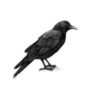 輸入壁紙 カスタム壁紙 PHOTOWALL / Crow (e330749)