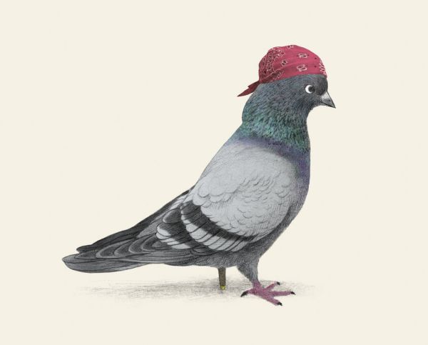 輸入壁紙 カスタム壁紙 PHOTOWALL / Pirate Pigeon (e330775)