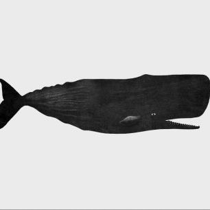 輸入壁紙 カスタム壁紙 PHOTOWALL / Sperm Whale (e330785)