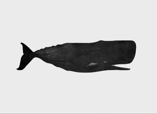 輸入壁紙 カスタム壁紙 PHOTOWALL / Sperm Whale (e330785)