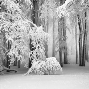 輸入壁紙 カスタム壁紙 PHOTOWALL / Perfect Winter (e331587)