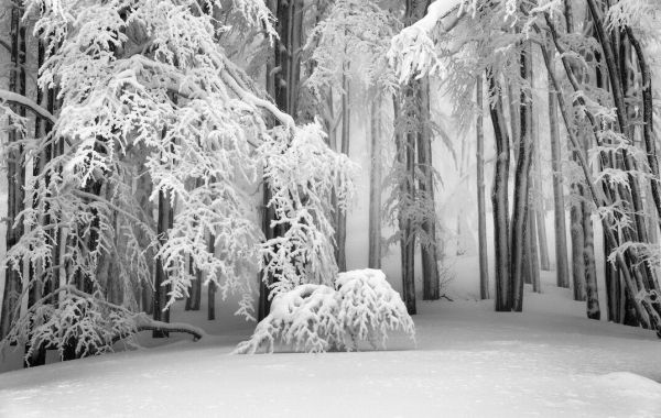 輸入壁紙 カスタム壁紙 PHOTOWALL / Perfect Winter (e331587)