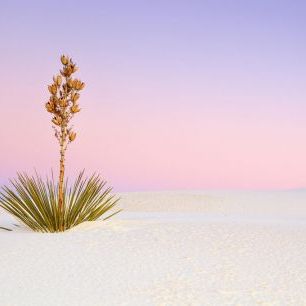 輸入壁紙 カスタム壁紙 PHOTOWALL / Yucca in Gypsum Dunes (e331690)