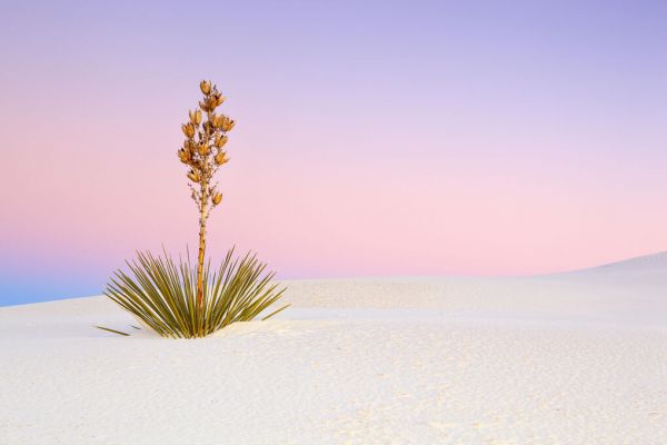 輸入壁紙 カスタム壁紙 PHOTOWALL / Yucca in Gypsum Dunes (e331690)