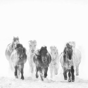 輸入壁紙 カスタム壁紙 PHOTOWALL / Horses - BW (e331599)