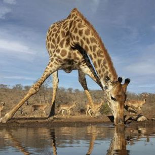 輸入壁紙 カスタム壁紙 PHOTOWALL / Giraffe Drinking Water (e331600)