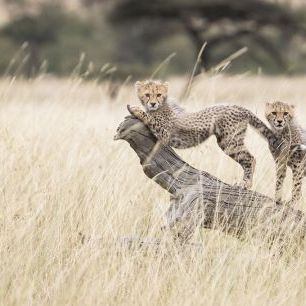 輸入壁紙 カスタム壁紙 PHOTOWALL / Cheetah Cubs (e331601)