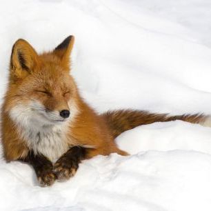 輸入壁紙 カスタム壁紙 PHOTOWALL / Red Fox in the Snow (e331602)