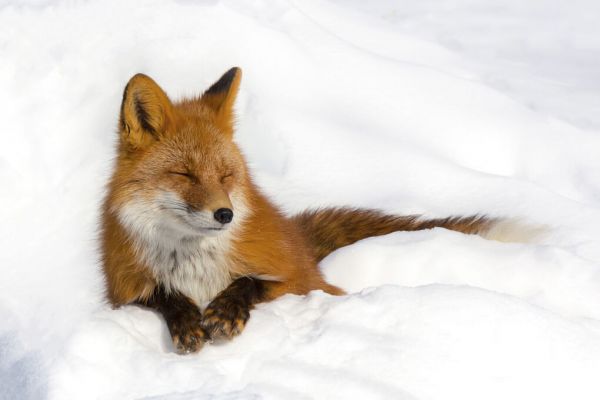 輸入壁紙 カスタム壁紙 PHOTOWALL / Red Fox in the Snow (e331602)