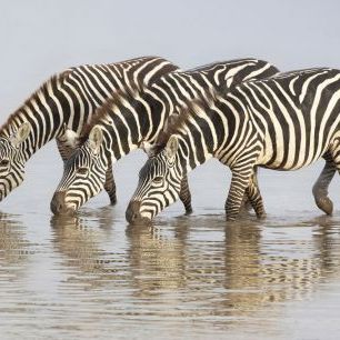 輸入壁紙 カスタム壁紙 PHOTOWALL / Zebras (e331647)