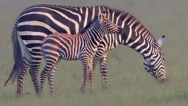 輸入壁紙 カスタム壁紙 PHOTOWALL / Zebra and Foal (e331660)