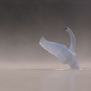 輸入壁紙 カスタム壁紙 PHOTOWALL / Tundra Swan (e331662)