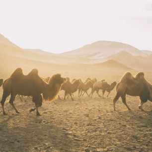 輸入壁紙 カスタム壁紙 PHOTOWALL / Camels on the Move (e330865)