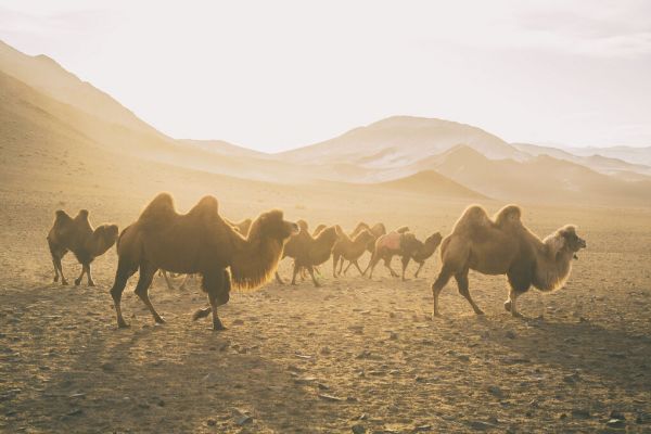 輸入壁紙 カスタム壁紙 PHOTOWALL / Camels on the Move (e330865)