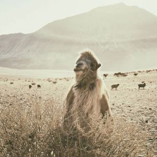 輸入壁紙 カスタム壁紙 PHOTOWALL / Desert Camel (e330866)